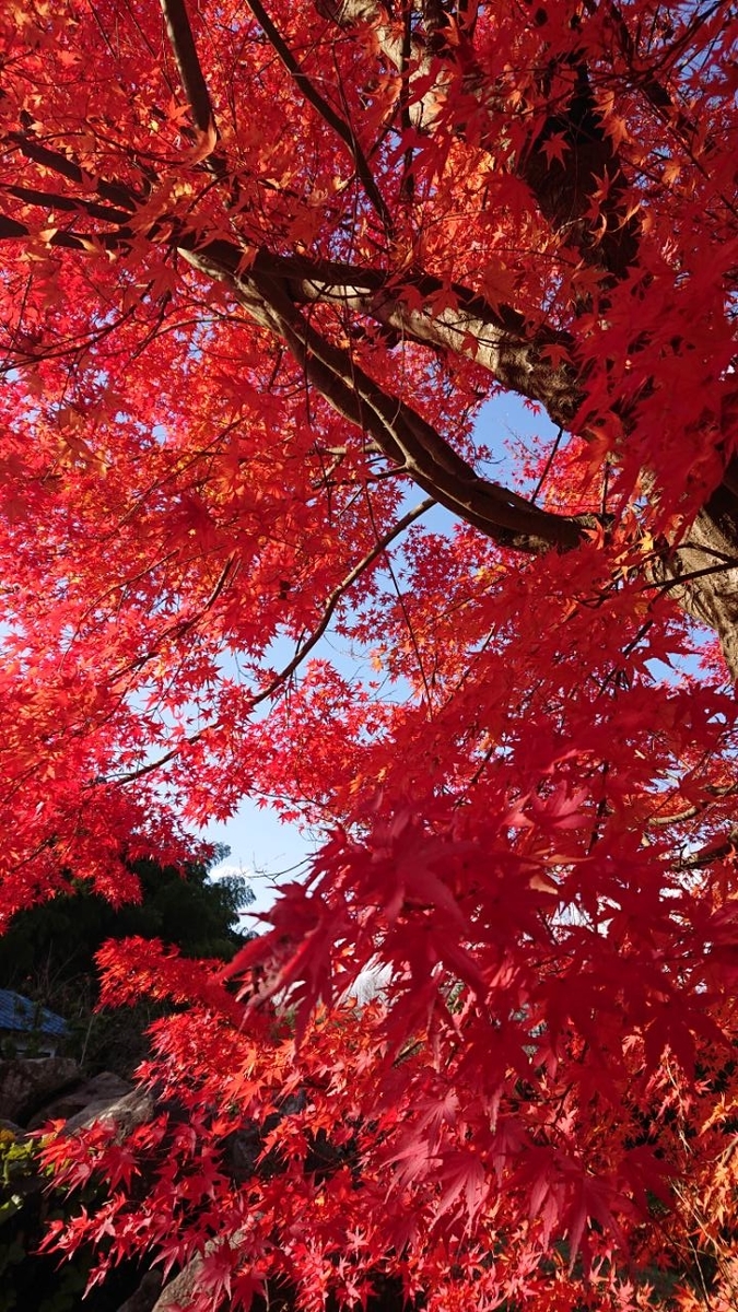 f:id:gobuichikun:20211129000143j:plain