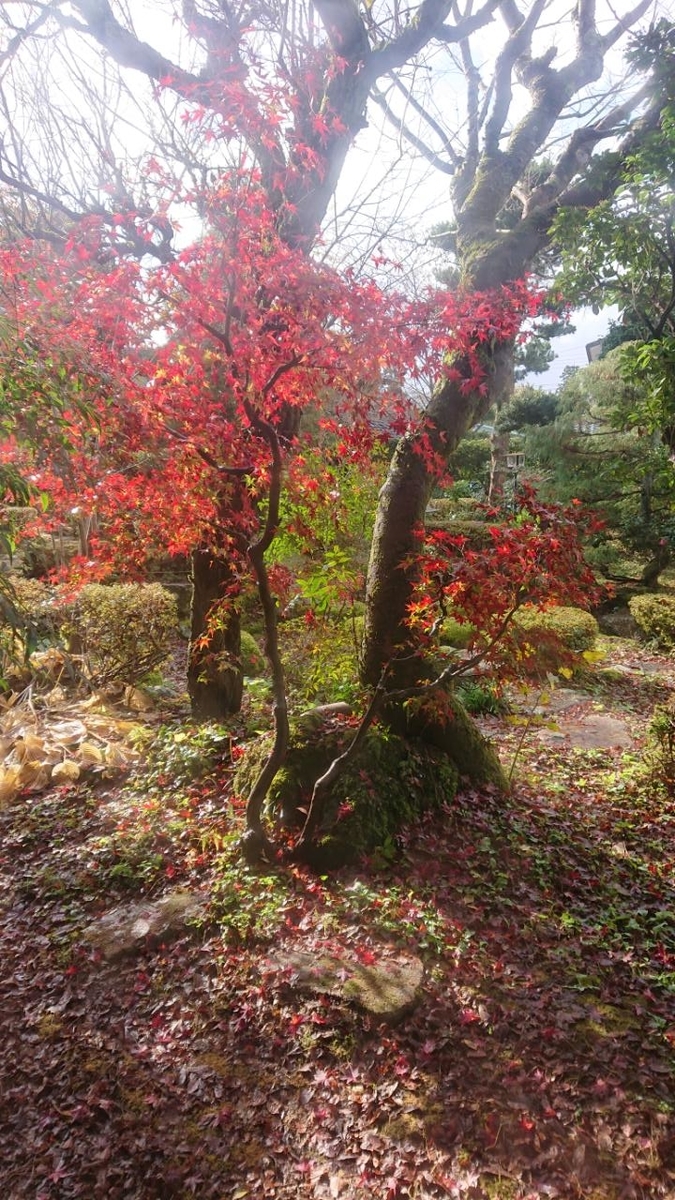 f:id:gobuichikun:20211129213450j:plain