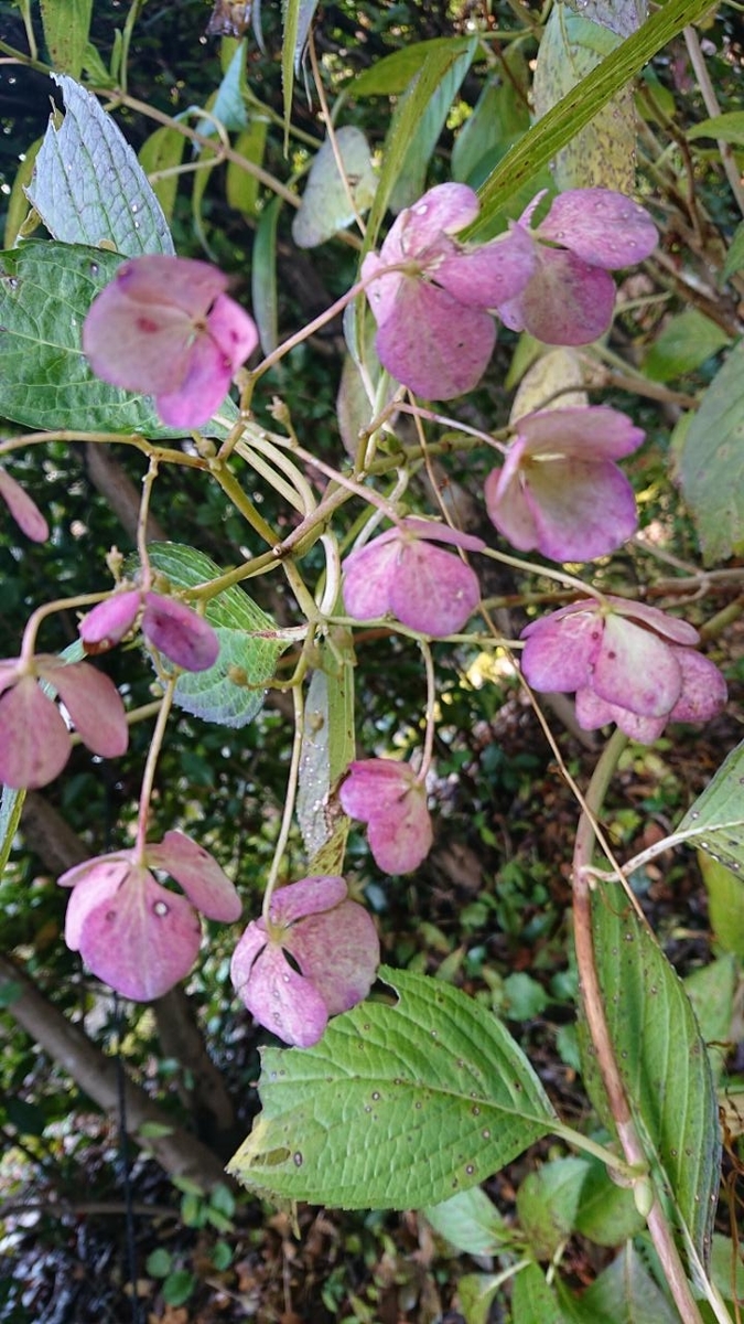 f:id:gobuichikun:20211129213558j:plain