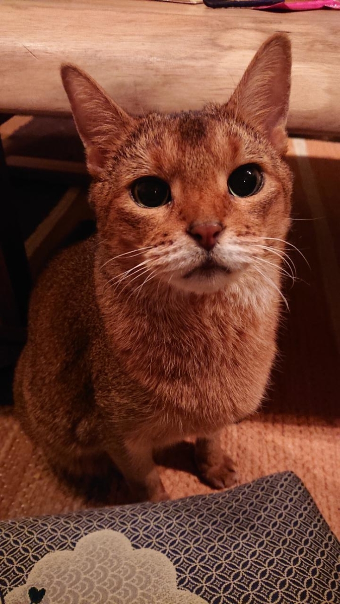 f:id:gobuichikun:20211202215716j:plain