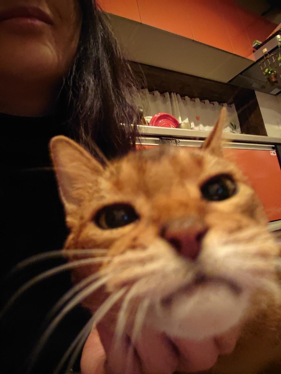 f:id:gobuichikun:20220121131816j:plain
