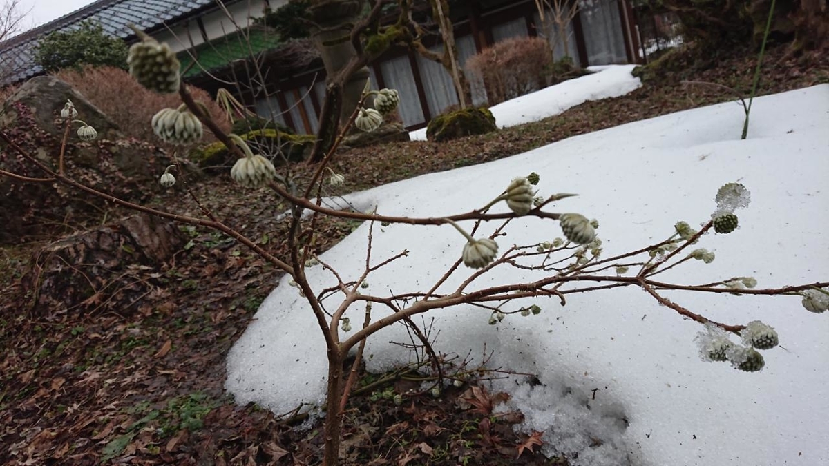 f:id:gobuichikun:20220309110652j:plain