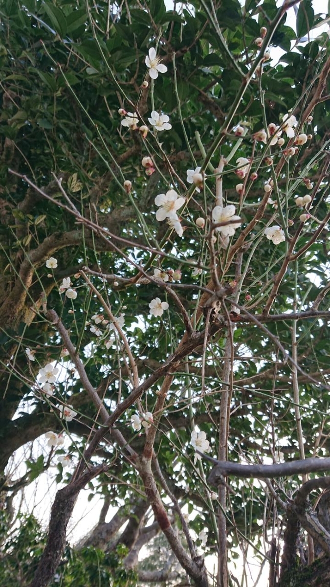 f:id:gobuichikun:20220322102251j:plain