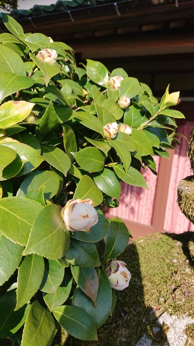 f:id:gobuichikun:20220407105111j:plain