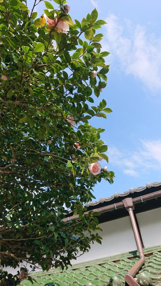 f:id:gobuichikun:20220407105132j:plain