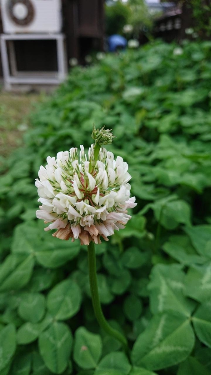 養蜂に興味津々 100年夢庭日記