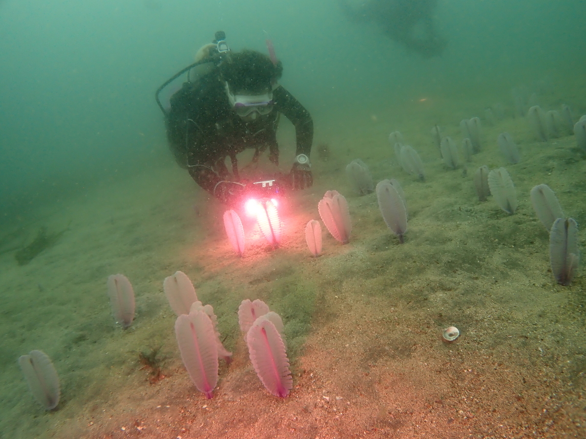 f:id:gochan-berry-smile0405:20200715225022j:plain f:id:gochan-berry-smile0405:20200715225022j:plain