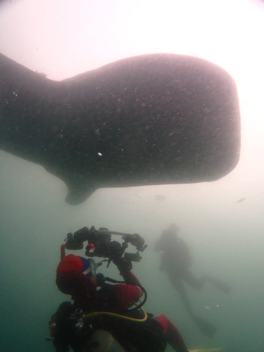 f:id:gochan-berry-smile0405:20200715225100j:plain f:id:gochan-berry-smile0405:20200715225100j:plain