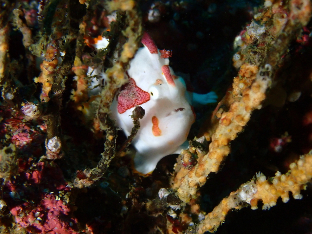 f:id:gochan-berry-smile0405:20201109232011j:plain f:id:gochan-berry-smile0405:20201109232011j:plain