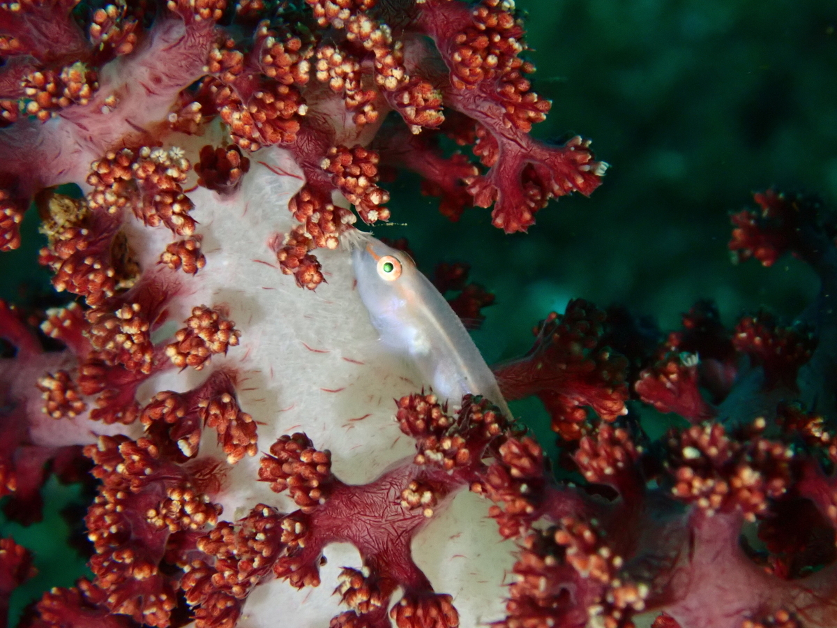 f:id:gochan-berry-smile0405:20201109232036j:plain f:id:gochan-berry-smile0405:20201109232036j:plain