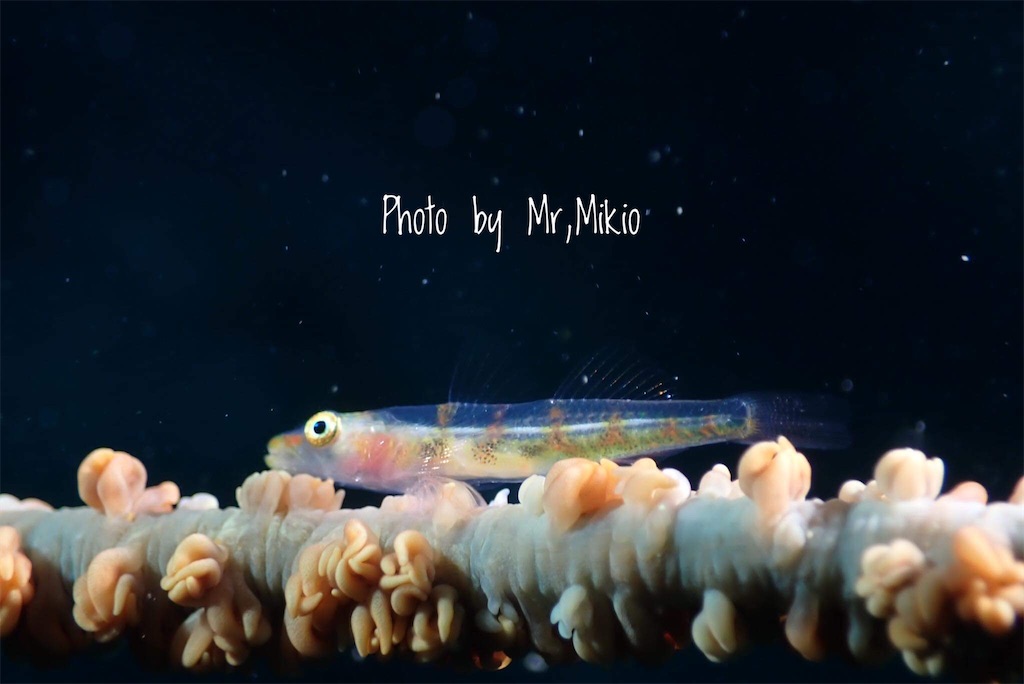 f:id:gochan-berry-smile0405:20201216224611j:image f:id:gochan-berry-smile0405:20201216224611j:image