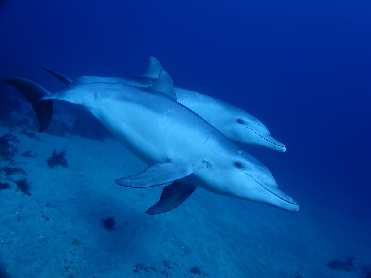 f:id:gochan-berry-smile0405:20201230212203j:plain