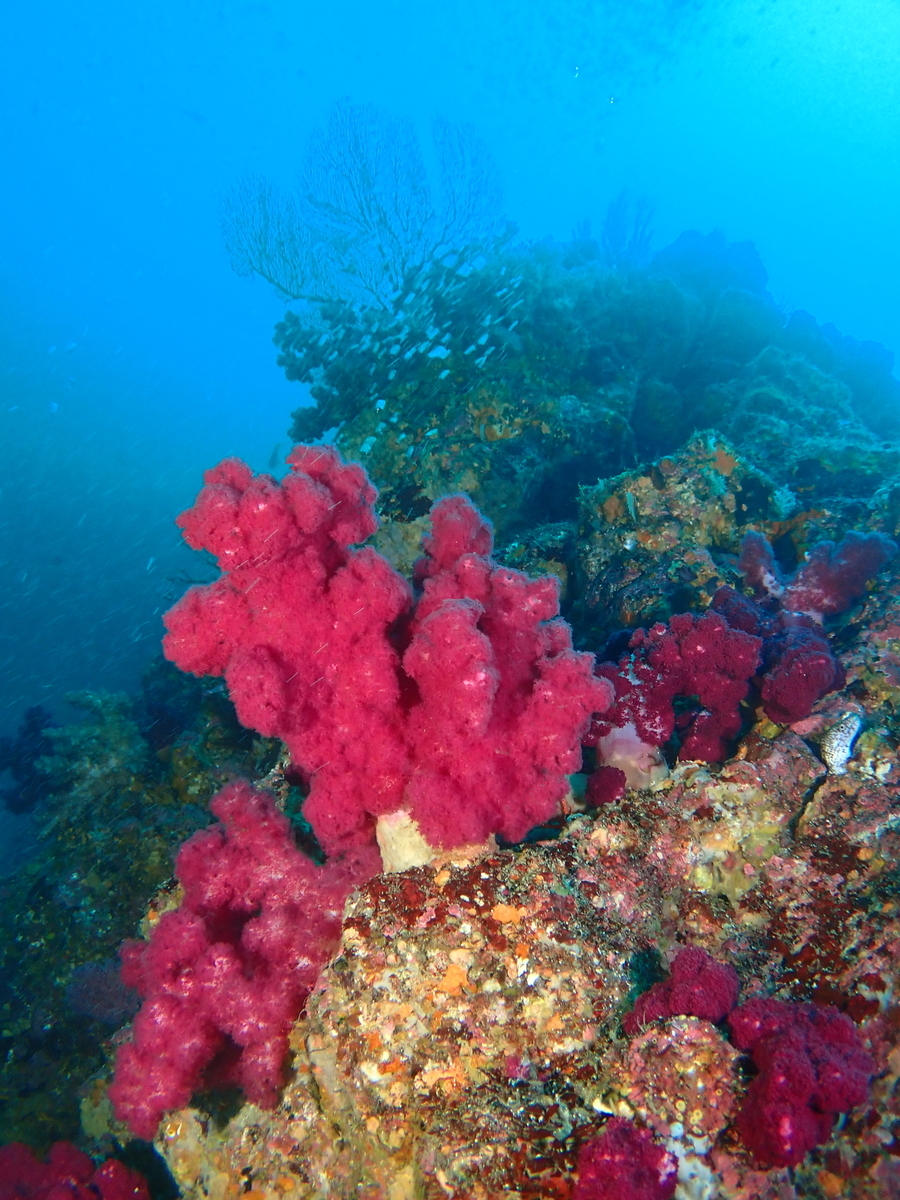 f:id:gochan-berry-smile0405:20201230212306j:plain