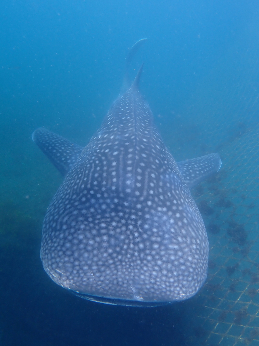 f:id:gochan-berry-smile0405:20201230212437j:plain