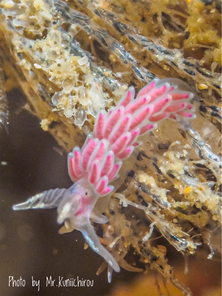 f:id:gochan-berry-smile0405:20210606215257j:image