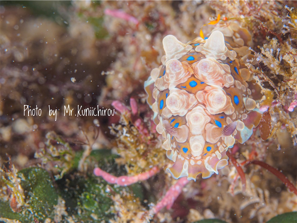 f:id:gochan-berry-smile0405:20210814214449j:image f:id:gochan-berry-smile0405:20210814214449j:image