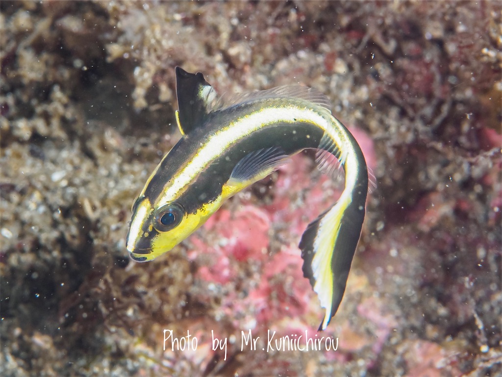 f:id:gochan-berry-smile0405:20210814214516j:image f:id:gochan-berry-smile0405:20210814214516j:image