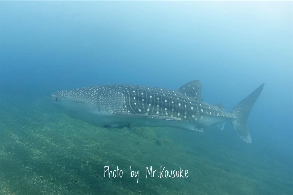 f:id:gochan-berry-smile0405:20210824221945j:image f:id:gochan-berry-smile0405:20210824221945j:image