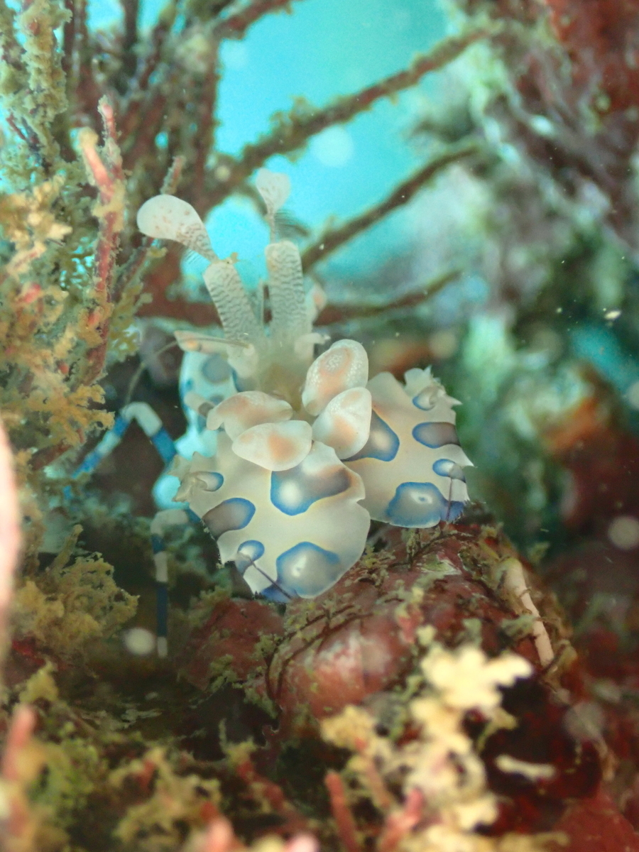 f:id:gochan-berry-smile0405:20210904223422j:plain