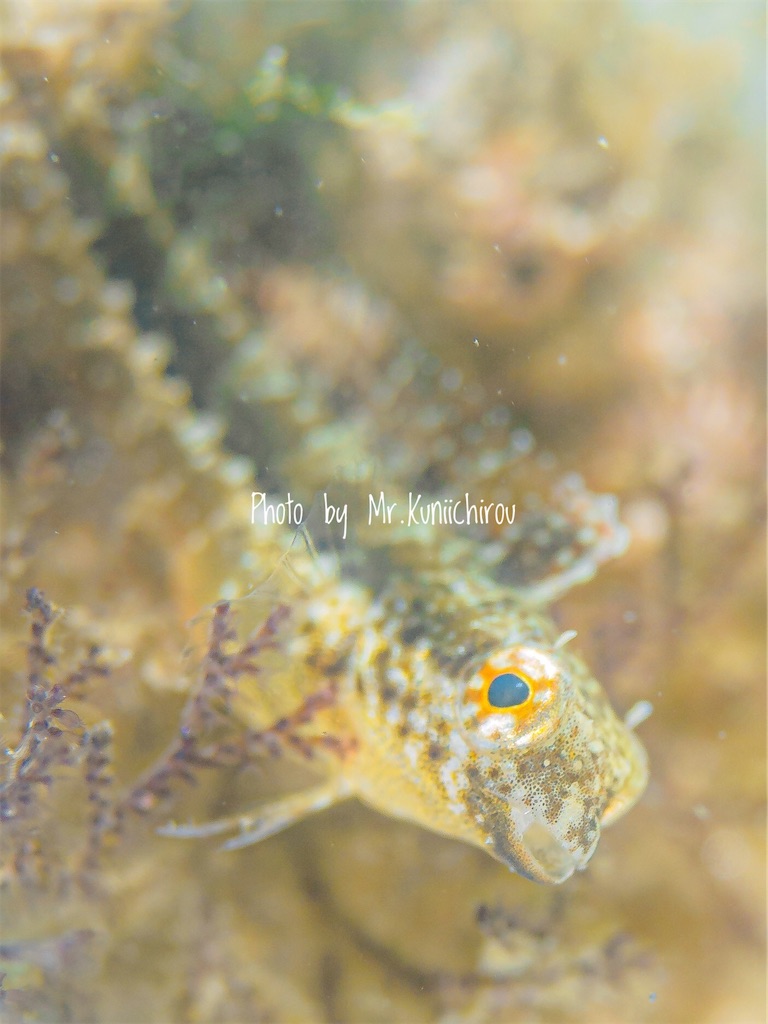 f:id:gochan-berry-smile0405:20210904223731j:image f:id:gochan-berry-smile0405:20210904223731j:image