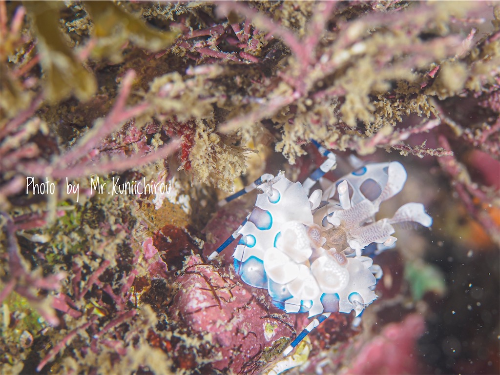 f:id:gochan-berry-smile0405:20210904223740j:image f:id:gochan-berry-smile0405:20210904223740j:image