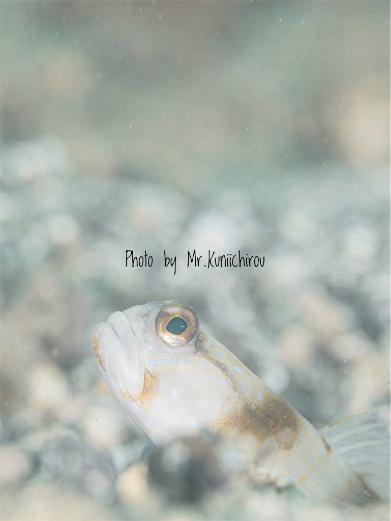 f:id:gochan-berry-smile0405:20210904223826j:image f:id:gochan-berry-smile0405:20210904223826j:image