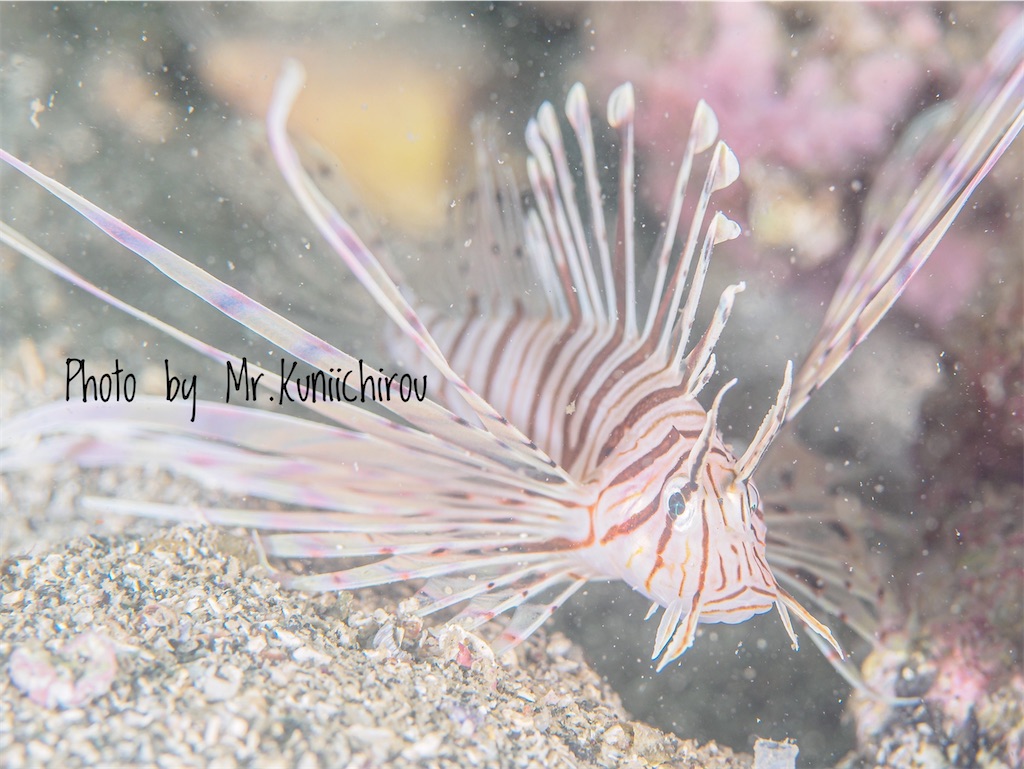 f:id:gochan-berry-smile0405:20210904223832j:image f:id:gochan-berry-smile0405:20210904223832j:image