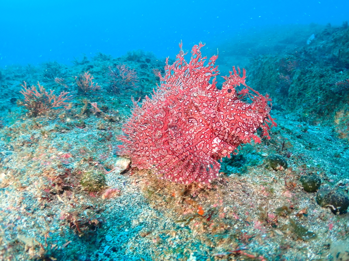 f:id:gochan-berry-smile0405:20211214222550j:plain