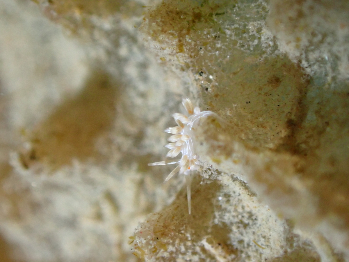 f:id:gochan-berry-smile0405:20211216082936j:plain