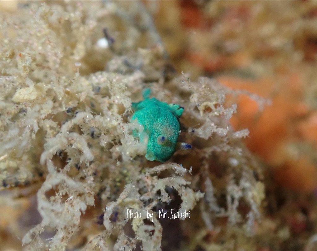 f:id:gochan-berry-smile0405:20220124193802j:image f:id:gochan-berry-smile0405:20220124193802j:image