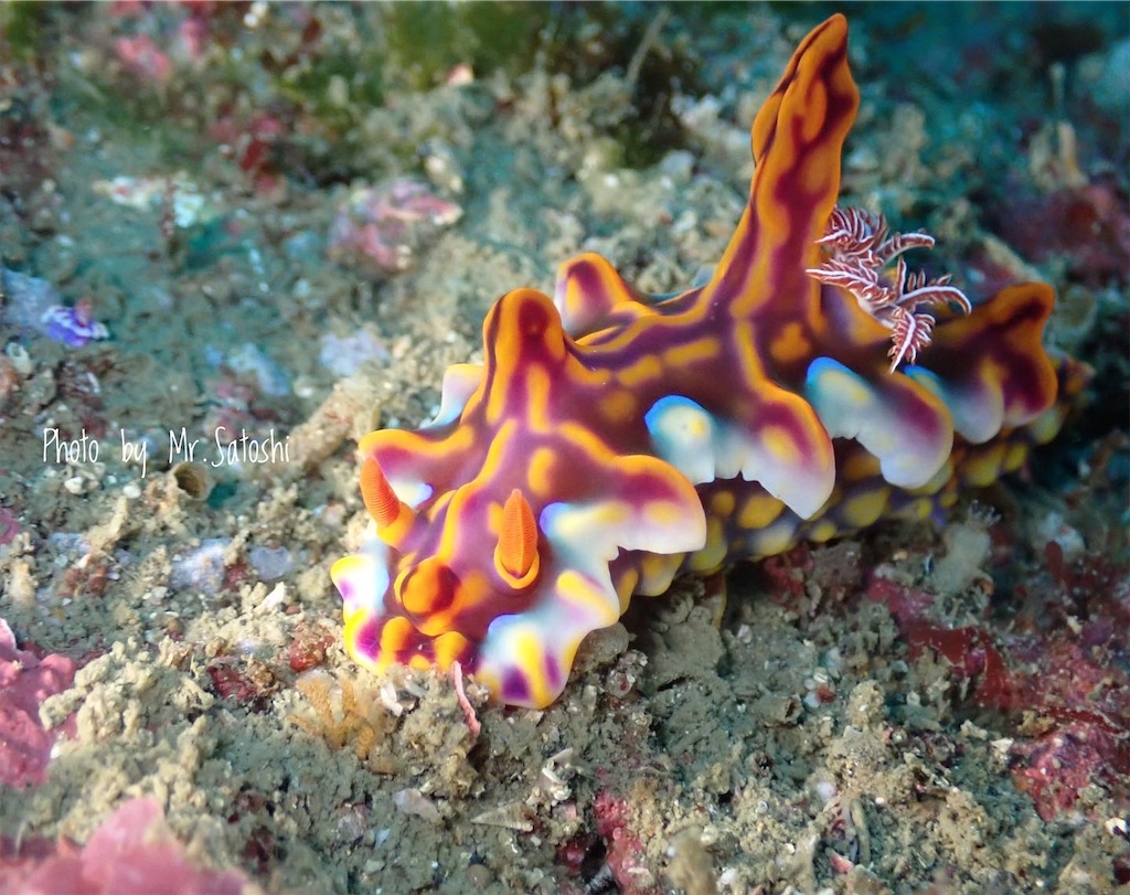 f:id:gochan-berry-smile0405:20220124193810j:image f:id:gochan-berry-smile0405:20220124193810j:image