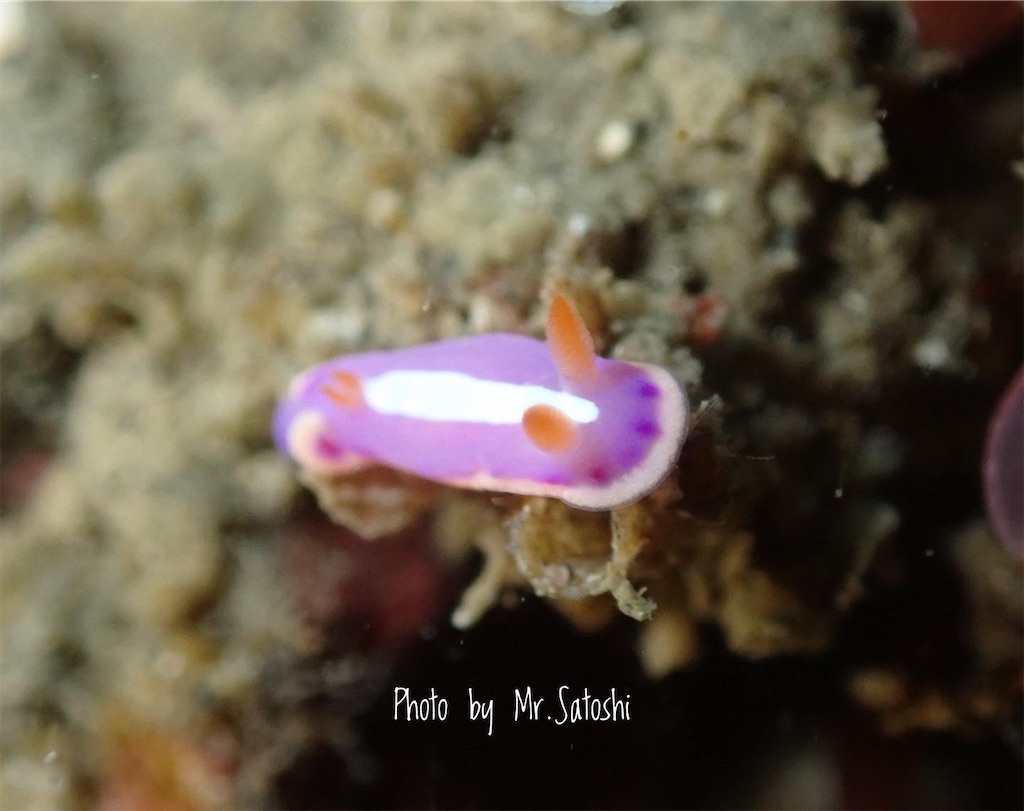 f:id:gochan-berry-smile0405:20220124193825j:image f:id:gochan-berry-smile0405:20220124193825j:image