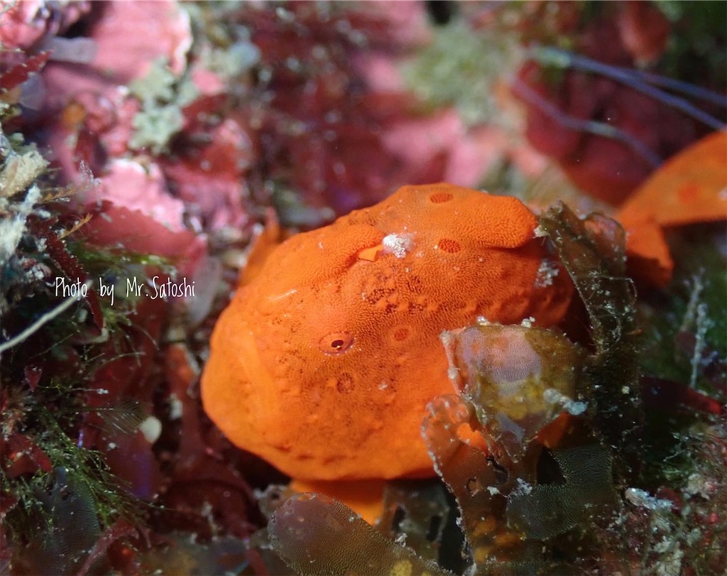 f:id:gochan-berry-smile0405:20220124193832j:image f:id:gochan-berry-smile0405:20220124193832j:image