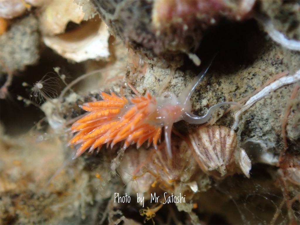 f:id:gochan-berry-smile0405:20220124200125j:image f:id:gochan-berry-smile0405:20220124200125j:image