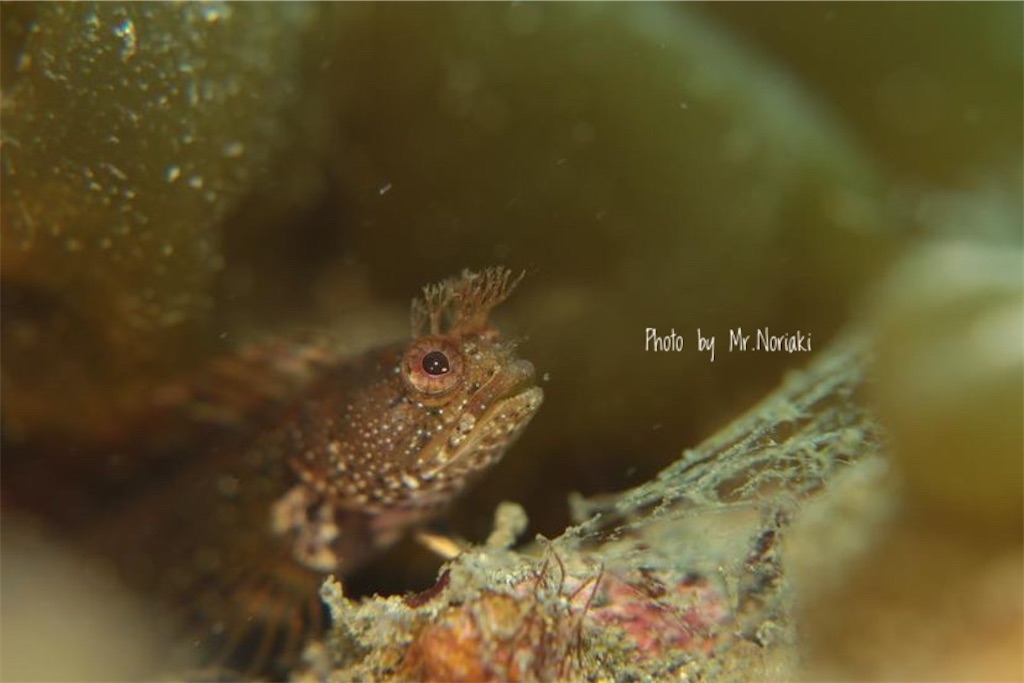 f:id:gochan-berry-smile0405:20220220231309j:image f:id:gochan-berry-smile0405:20220220231309j:image