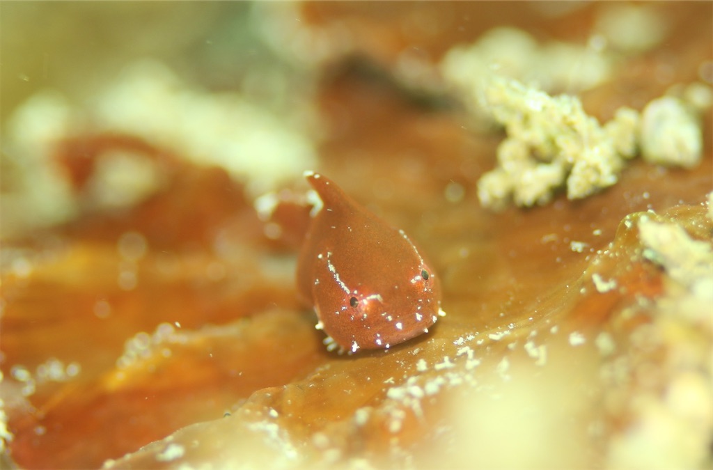 f:id:gochan-berry-smile0405:20221231115602j:image f:id:gochan-berry-smile0405:20221231115602j:image