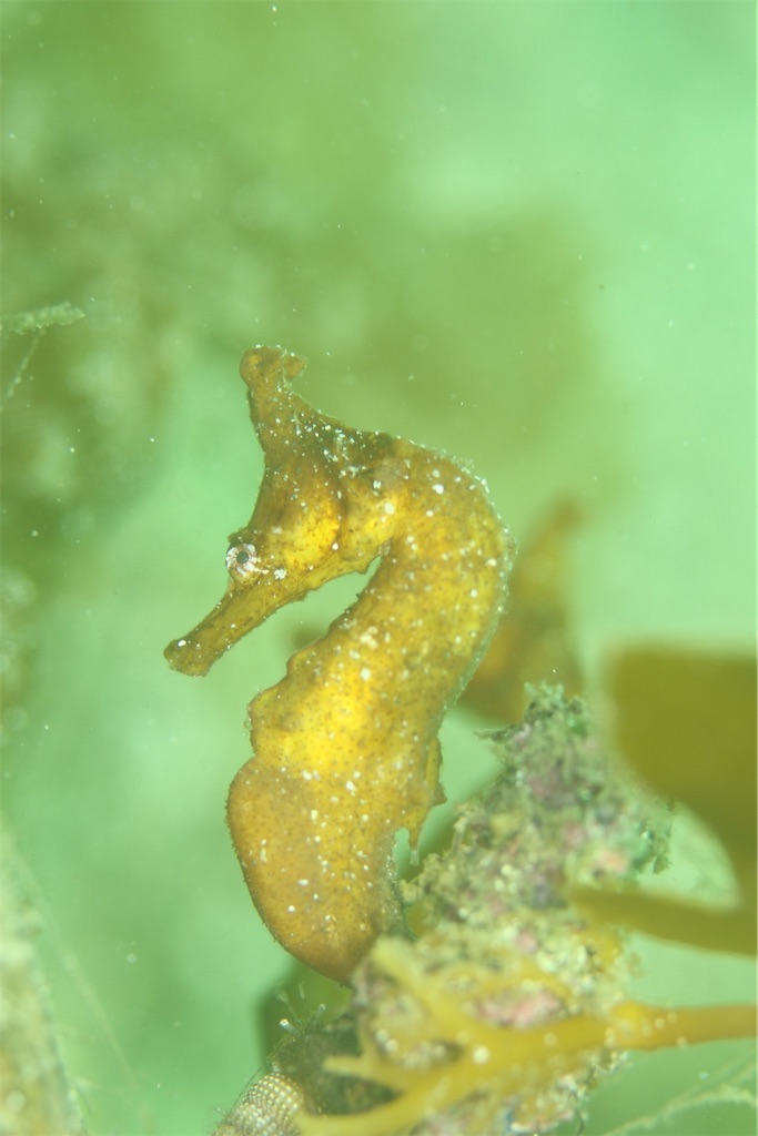 f:id:gochan-berry-smile0405:20221231120223j:image f:id:gochan-berry-smile0405:20221231120223j:image