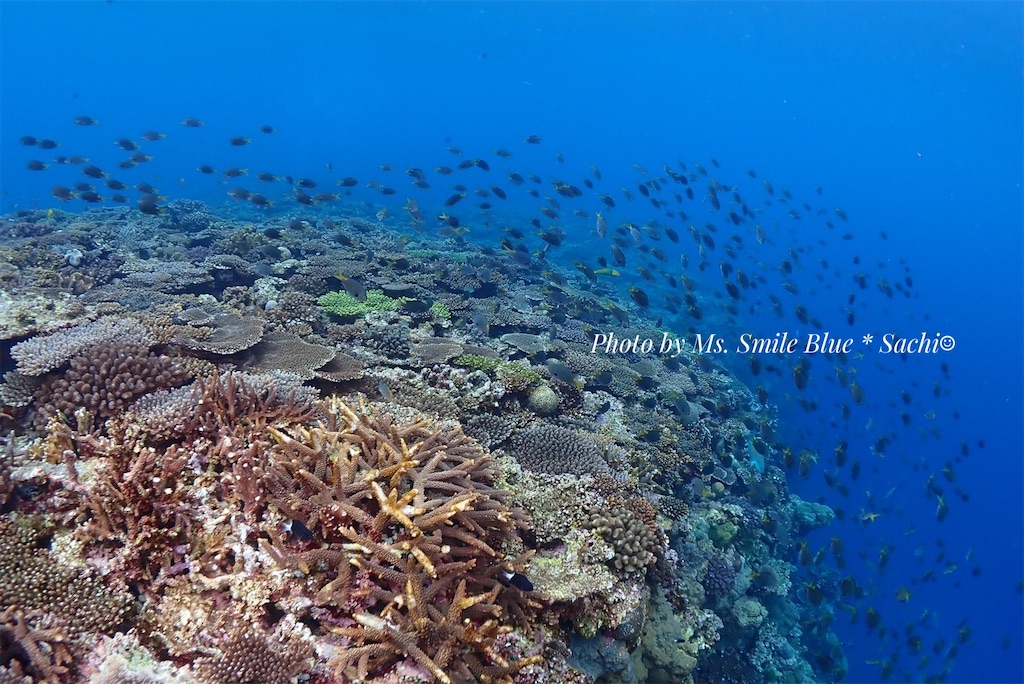 f:id:gochan-berry-smile0405:20230204122909j:image f:id:gochan-berry-smile0405:20230204122909j:image