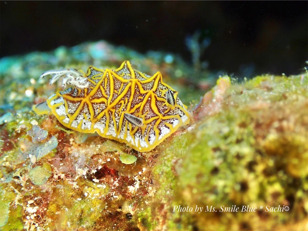 f:id:gochan-berry-smile0405:20230204123026j:image f:id:gochan-berry-smile0405:20230204123026j:image