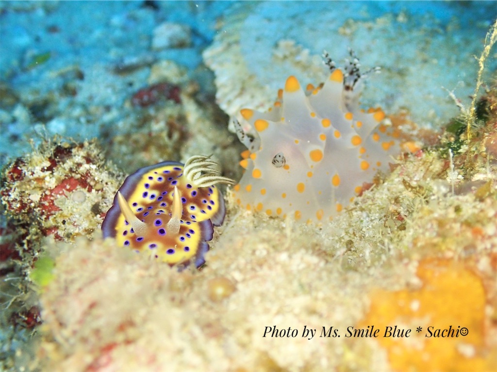 f:id:gochan-berry-smile0405:20230204123037j:image f:id:gochan-berry-smile0405:20230204123037j:image