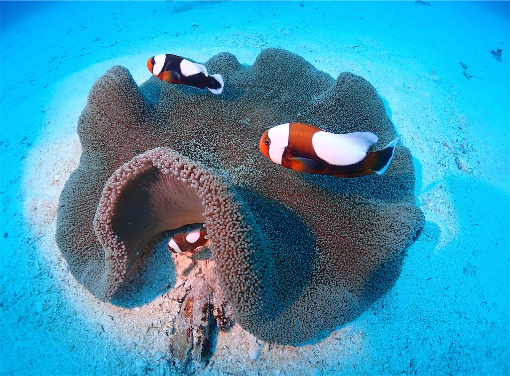 f:id:gochan-berry-smile0405:20230204123205j:image f:id:gochan-berry-smile0405:20230204123205j:image