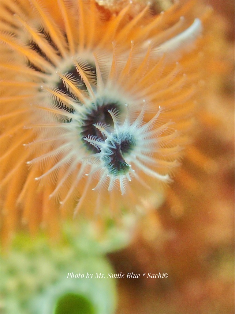 f:id:gochan-berry-smile0405:20230204123240j:image f:id:gochan-berry-smile0405:20230204123240j:image