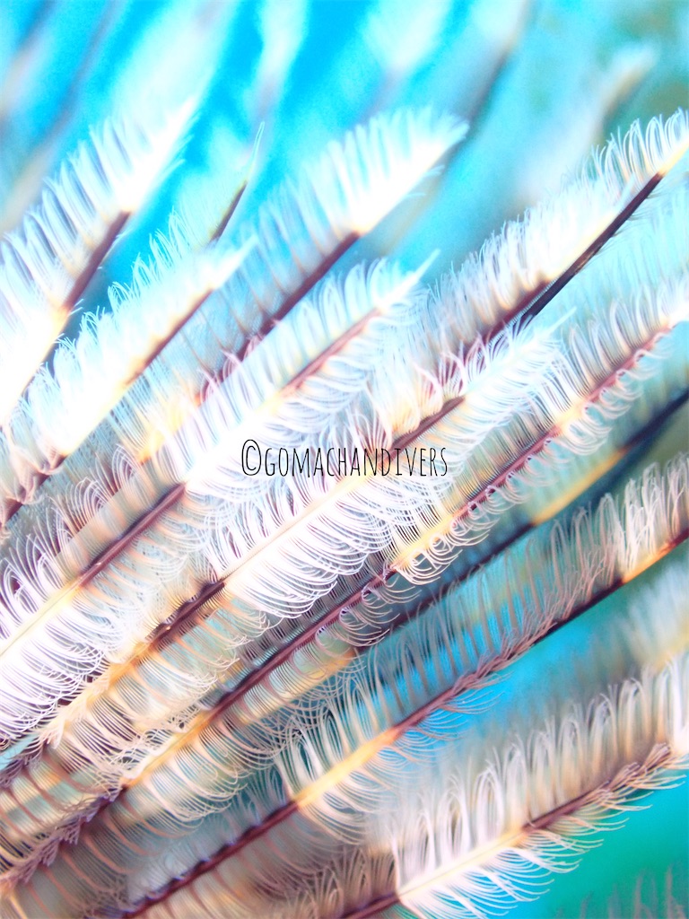 f:id:gochan-berry-smile0405:20230204123246j:image f:id:gochan-berry-smile0405:20230204123246j:image