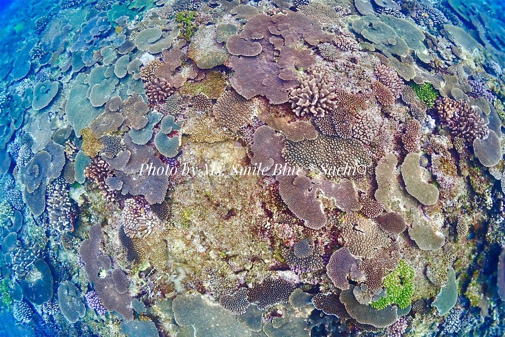 f:id:gochan-berry-smile0405:20230204133233j:image f:id:gochan-berry-smile0405:20230204133233j:image