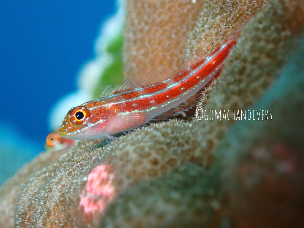 f:id:gochan-berry-smile0405:20230204184717j:image f:id:gochan-berry-smile0405:20230204184717j:image