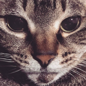 TROPICAL LOVE』(2017) 電気グルーヴ／10数年ぶりにファンに戻ったら