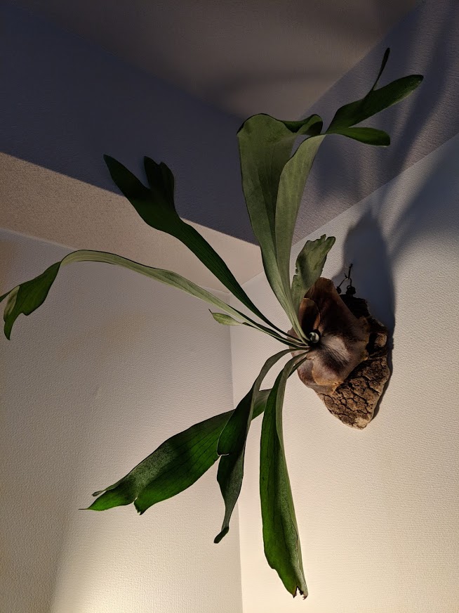 f:id:godkther23:20190501184556j:plain f:id:godkther23:20190501184556j:plain