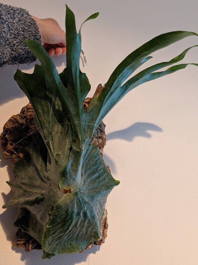 f:id:godkther23:20190501184722j:plain f:id:godkther23:20190501184722j:plain