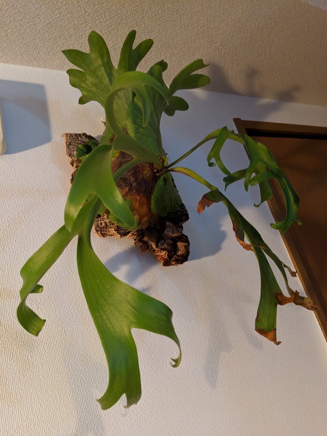 f:id:godkther23:20190501185036j:plain f:id:godkther23:20190501185036j:plain