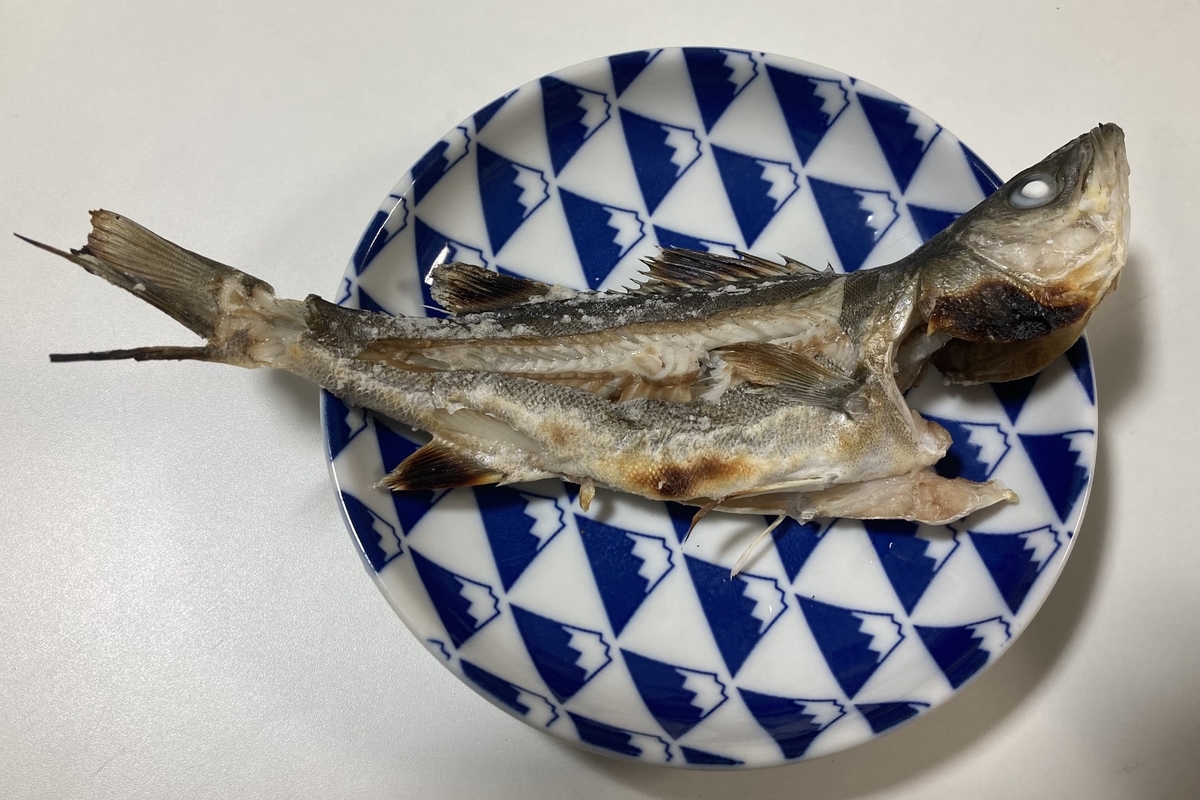 22年1月30日 海1 シーバス セイゴ 釣り フロートボート バス釣り 釣行記 Etc